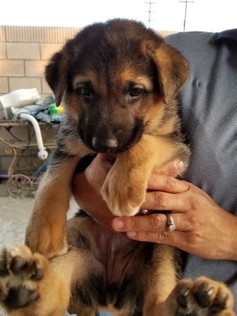 puppies for sale in anaheim ca